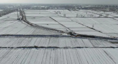 寒潮之下，晚播的冬小麥受影響嗎？